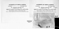 Image of Amesia atrobrunnea